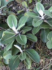 Pachystegia insignis