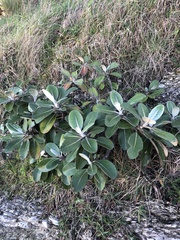 Pachystegia insignis