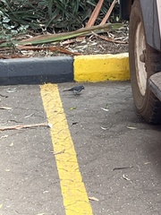 Melaenornis fischeri