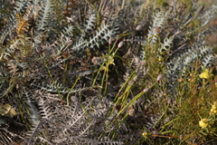 Lepidobolus quadratus