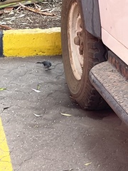 Melaenornis fischeri