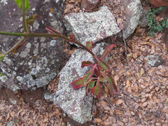 Kalanchoe sexangularis