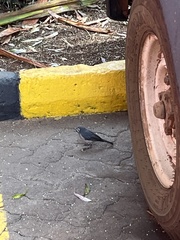 Melaenornis fischeri