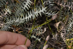 Banksia pteridifolia vernalis