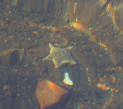 Patiriella regularis