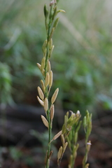 Draba subamplexicaulis