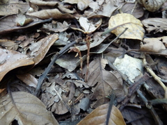 Danhatchia australis