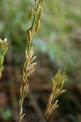 Draba subamplexicaulis