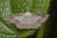 Calletaera basipuncta