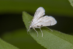 Musotiminae