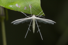 Pterophorus lacteipennis