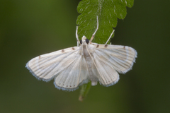 Musotiminae