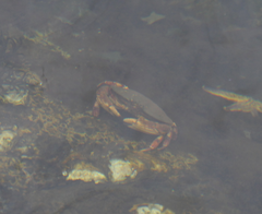 Metacarcinus novaezelandiae