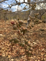Strychnos madagascariensis