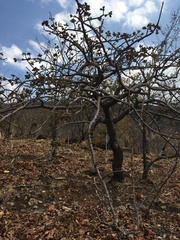 Strychnos madagascariensis