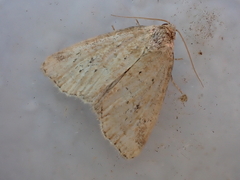 Photedes minima