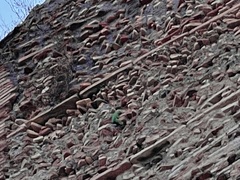 Agapornis roseicollis