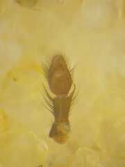 Thorelliola javaensis