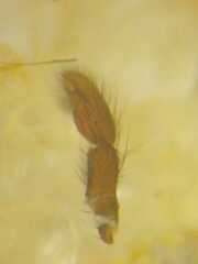 Thorelliola javaensis