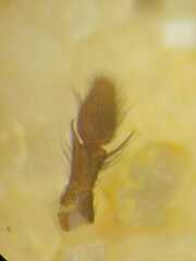 Thorelliola javaensis