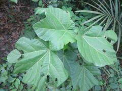 Cola cordifolia