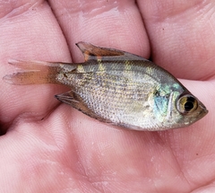 Centrarchus macropterus