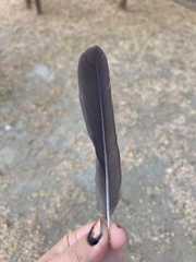 Turdus merula