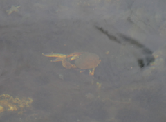 Metacarcinus novaezelandiae