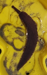 Limnotrachelobdella okae