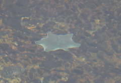 Patiriella regularis