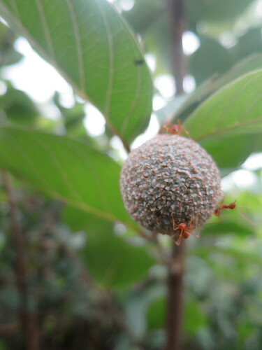Image of Nauclea latifolia by no rights reserved