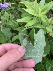 Andricus foliaformis