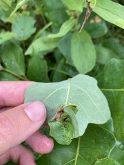 Andricus foliaformis