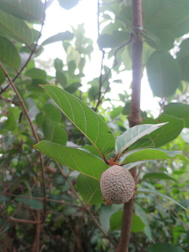 Image of Nauclea latifolia by no rights reserved