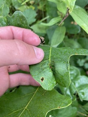 Andricus foliaformis