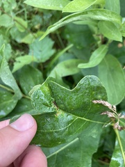 Andricus foliaformis