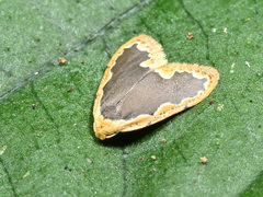 Diduga nantouensis