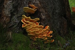 Laetiporus montanus