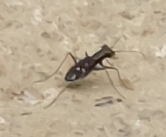 Cylindera kaleea angulimaculata