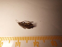 Cylindera kaleea angulimaculata