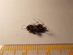 Cylindera kaleea angulimaculata