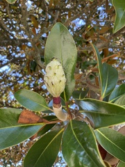Magnolia grandiflora