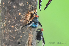 Loxoneura