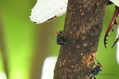 Loxoneura