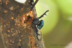 Loxoneura