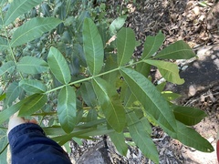 Dysoxylum mollissimum