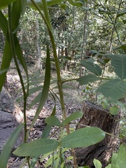 Dysoxylum mollissimum