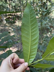 Dysoxylum mollissimum