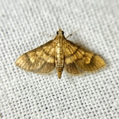 Orphanostigma abruptalis