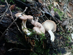 Rhizocybe